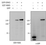 ERK3 Antibody in Western Blot (WB)