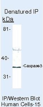 Caspase 3 Antibody in Immunoprecipitation (IP)