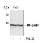 Ubiquitin Antibody in Western Blot (WB)