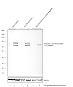 Phospho-Lamin A/C (Ser22) Antibody