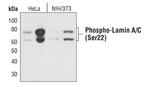 Phospho-Lamin A/C (Ser22) Antibody in Western Blot (WB)