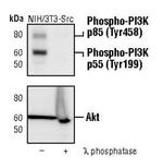 Phospho-PI3K p85/p55 (Tyr458, Tyr199) Antibody in Western Blot (WB)