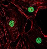 H3K4me3 Antibody in Immunocytochemistry (ICC/IF)