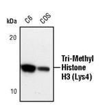 H3K4me3 Antibody in Western Blot (WB)