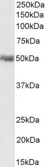 PD-L1 Antibody in Western Blot (WB)