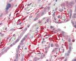 IBA1 Antibody in Immunohistochemistry (Paraffin) (IHC (P))