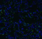 ACE2 Antibody in Immunohistochemistry (PFA fixed) (IHC (PFA))