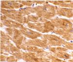 Caspase 1 Antibody in Immunohistochemistry (IHC)