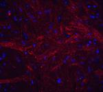 TWEAK Antibody in Immunohistochemistry (PFA fixed) (IHC (PFA))