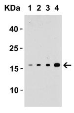 TWEAK Antibody in Western Blot (WB)