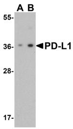 PD-L1 Antibody in Western Blot (WB)