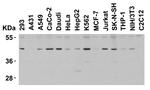 PD-1 Antibody in Western Blot (WB)