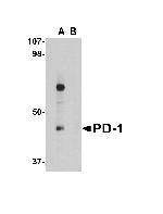 PD-1 Antibody in Western Blot (WB)