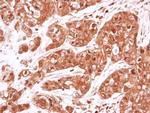 VCP Antibody in Immunohistochemistry (Paraffin) (IHC (P))