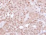 VCP Antibody in Immunohistochemistry (Paraffin) (IHC (P))