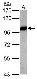 VCP Antibody in Western Blot (WB)