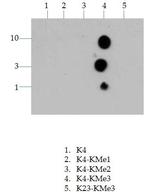 H3K4me3 Antibody in Dot Blot (DB)