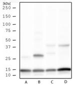 H3K4me3 Antibody in Western Blot (WB)