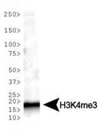 H3K4me3 Antibody in Western Blot (WB)