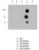 H3K4me3 Antibody