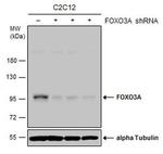 FOXO3A Antibody