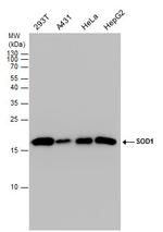 SOD1 Antibody in Western Blot (WB)