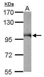 VCP Antibody in Western Blot (WB)