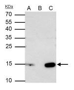 Histone H2A.X Antibody in Immunoprecipitation (IP)