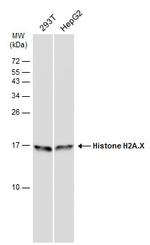 Histone H2A.X Antibody in Western Blot (WB)