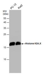 Histone H2A.X Antibody in Western Blot (WB)