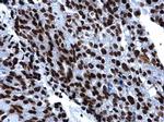 Histone H2A.X Antibody in Immunohistochemistry (Paraffin) (IHC (P))