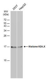 Histone H2A.X Antibody in Western Blot (WB)