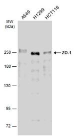 ZO-1 Antibody in Western Blot (WB)