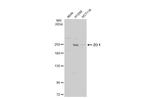 ZO-1 Antibody in Western Blot (WB)