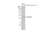 CHOP Antibody in Western Blot (WB)