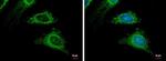 TRAF2 Antibody in Immunocytochemistry (ICC/IF)