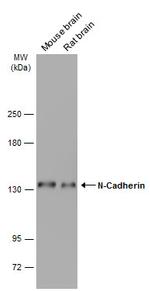 N-cadherin Antibody in Western Blot (WB)