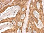 VCP Antibody in Immunohistochemistry (Paraffin) (IHC (P))