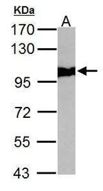 VCP Antibody in Western Blot (WB)