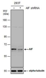 AIF Antibody