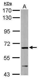 AIF Antibody in Western Blot (WB)