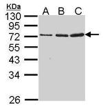 Granzyme A Antibody in Western Blot (WB)