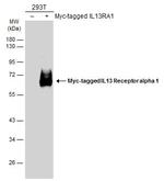 IL13RA1 Antibody in Western Blot (WB)