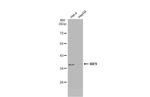 IRF9 Antibody in Western Blot (WB)