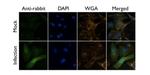 Influenza A PA Antibody in Immunocytochemistry (ICC/IF)