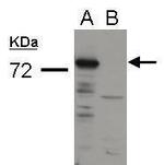 Influenza A PA Antibody in Western Blot (WB)