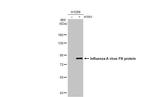 Influenza A PA Antibody in Western Blot (WB)