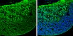 GABA Antibody in Immunohistochemistry (Frozen) (IHC (F))