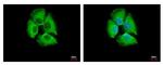 14-3-3 sigma Antibody in Immunocytochemistry (ICC/IF)