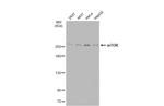 mTOR Antibody in Western Blot (WB)